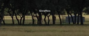 14 - Giraffe